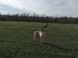 Fallow Deer