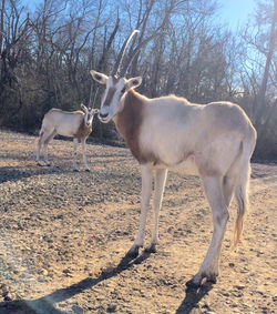 Double Trouble Oryx