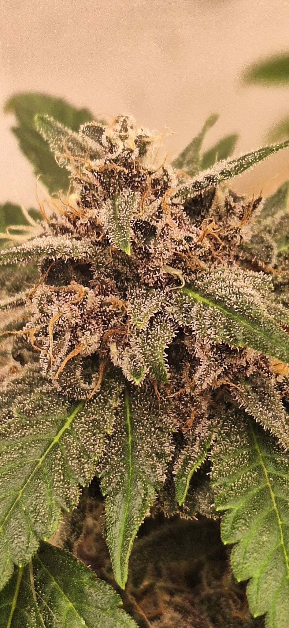 Thumbnail: Lowkeyz (Limited Edition) Auto Fem