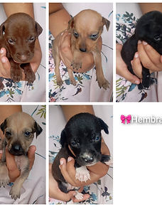 Son 12 cachorritos que fueron cruelmente abandonados dentro de una bolsa, todos amarrados 💔
Son 6 machitos y 6 hembritas que ahora están luchando por tener una segunda oportunidad.
Están buscando un hogar lleno de amor, donde nunca más vuelvan a sufrir. 🐶💛
Si deseas adoptar a uno de estos pequeñitos y cambiarle la vida, puedes escribirme al 6800-6683.
Adoptar no es solo elegir, es salvar una vida. ✨