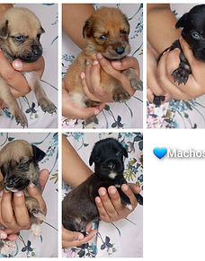 Son 12 cachorritos que fueron cruelmente abandonados dentro de una bolsa, todos amarrados 💔
Son 6 machitos y 6 hembritas que ahora están luchando por tener una segunda oportunidad.
Están buscando un hogar lleno de amor, donde nunca más vuelvan a sufrir. 🐶💛
Si deseas adoptar a uno de estos pequeñitos y cambiarle la vida, puedes escribirme al 6800-6683.
Adoptar no es solo elegir, es salvar una vida. ✨