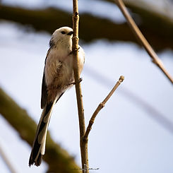 20250308-Schwanzmeise-001-1x1.jpg