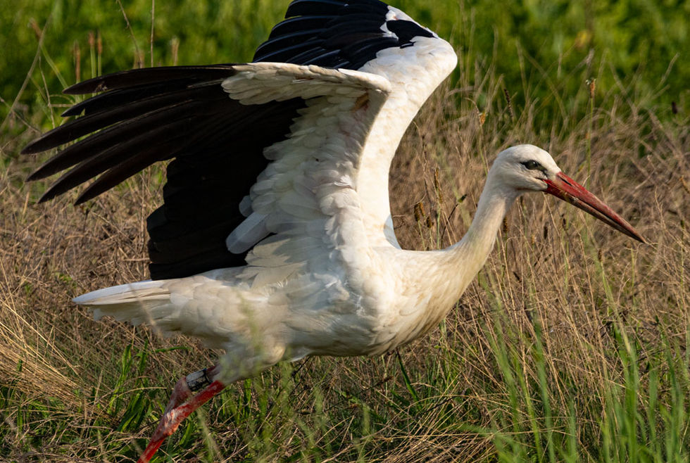 30.08.2023 Storch