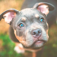 Dog Portrait