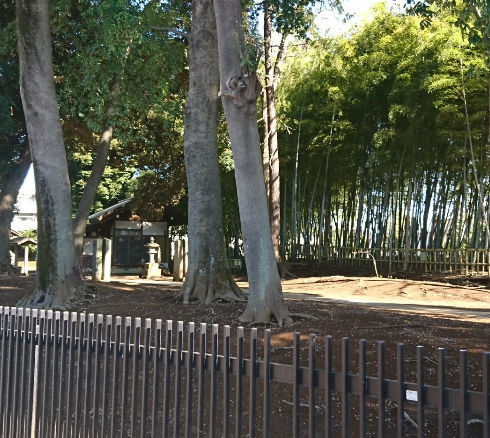 フェンスと樹木