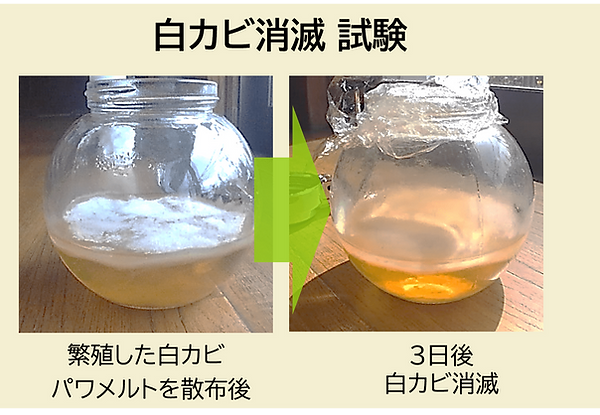 カビ消滅試験-min.png