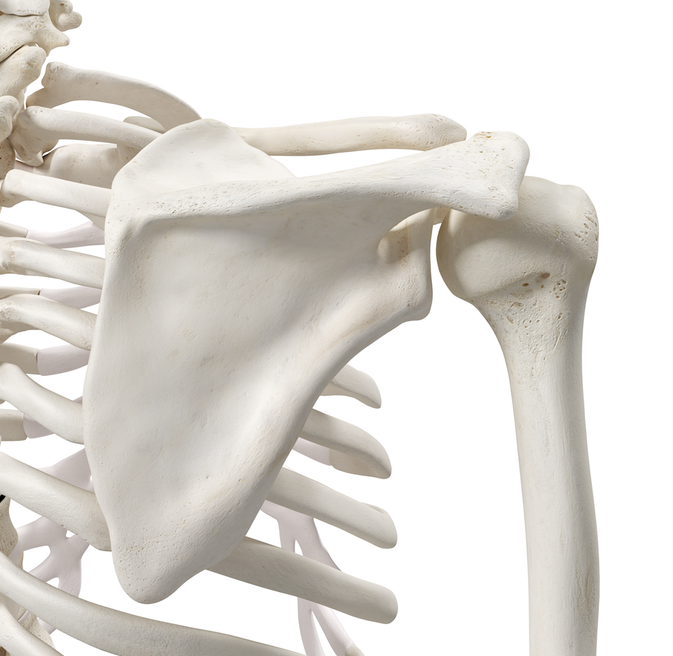 Shoulder Injuries Part 1 Five Joints to Consider Not Just One