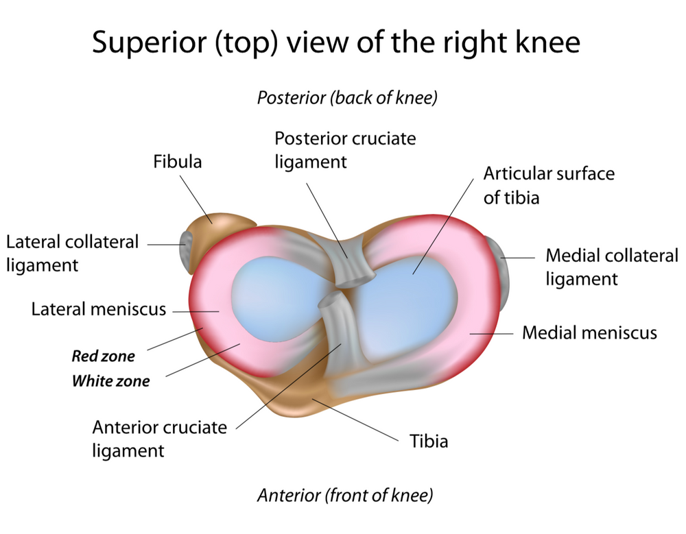 Meniscus Injuries Part 1 Surgery Often Not Required