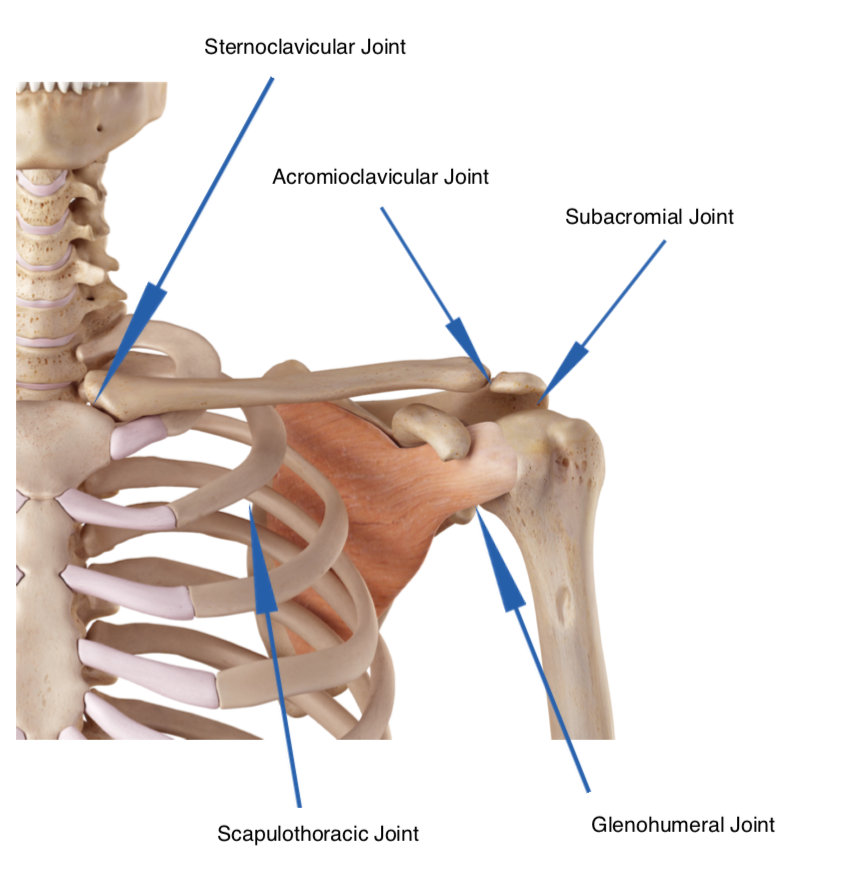 Shoulder Injuries Part 1 Five Joints to Consider Not Just One