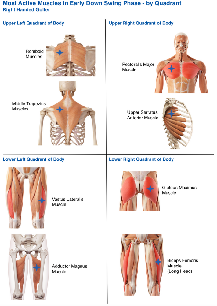 Golf Time The Swing Phase Muscle Connection! Part 2