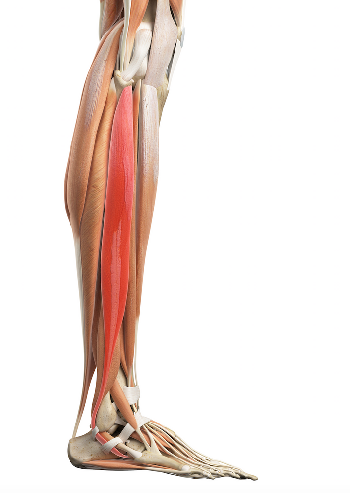 Ankle Sprain - Don't Make It a Chronic Problem!