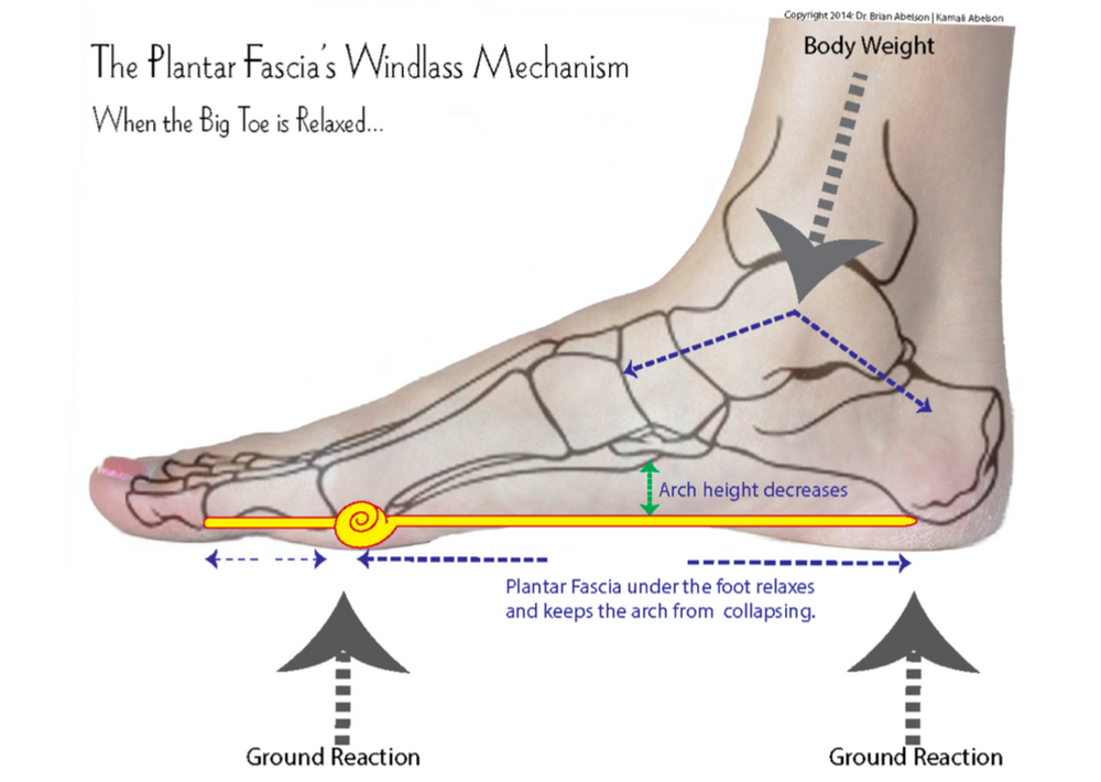 The Amazing Plantar Fascia