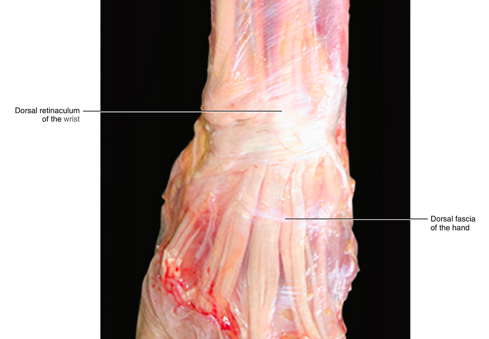 Wrist Image form the Functional Atlas of Human Fascial System