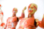Anatomy Models