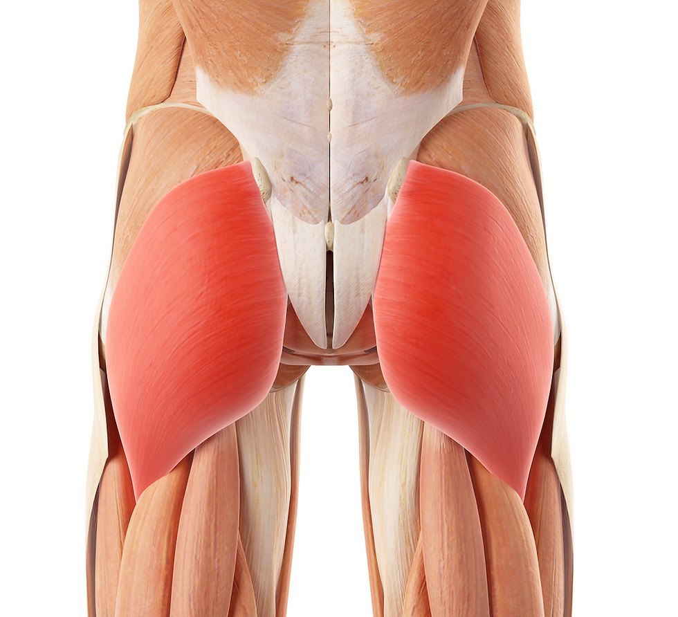Gluteus Maximus Muscle Image