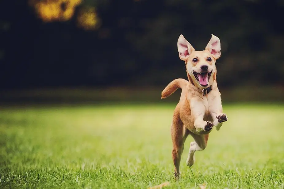 dog 2.webp