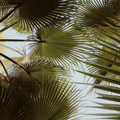 Palm