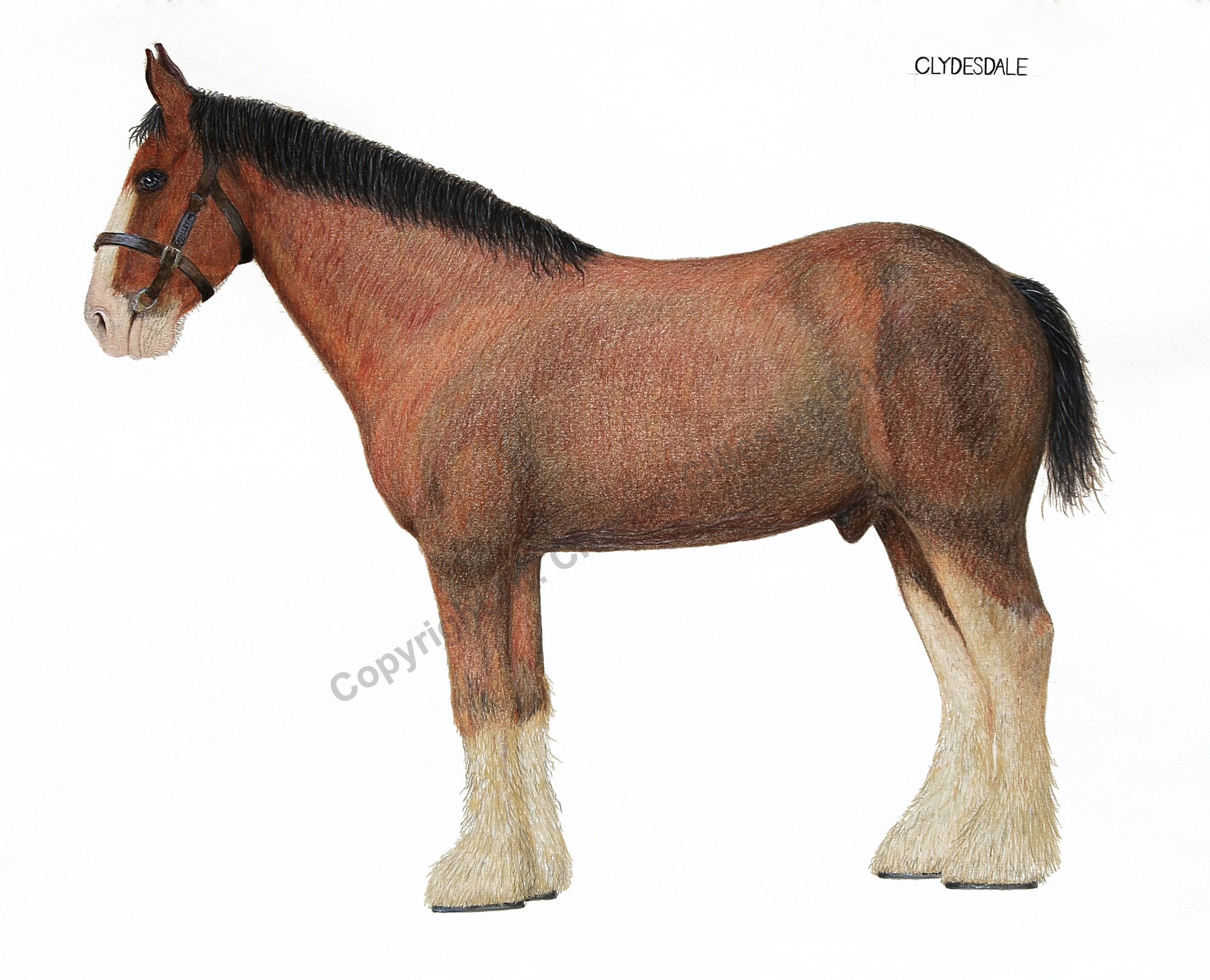 Clydesdale