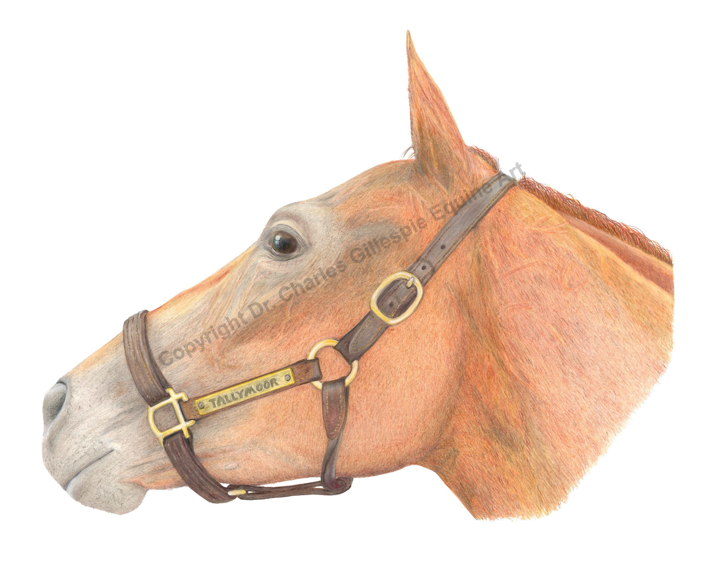 Tallymoor Portrait