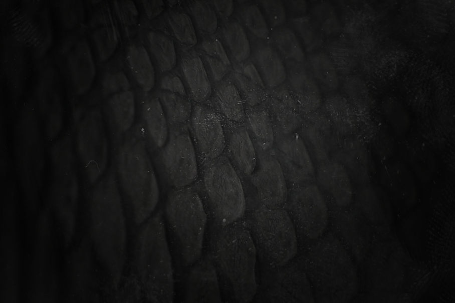 Scales.jpg