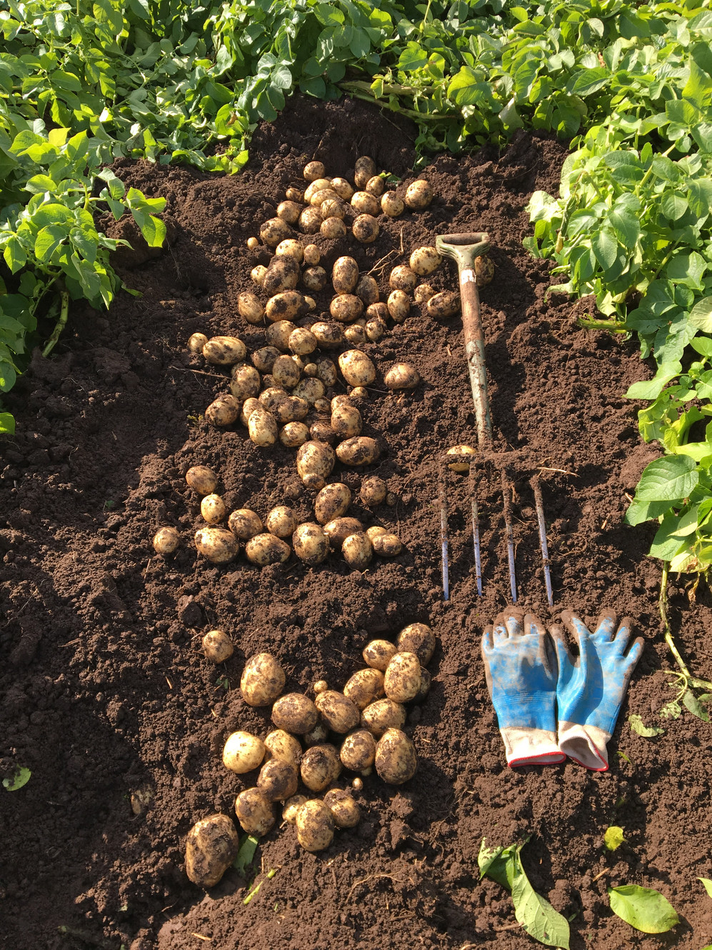 Potato Knowledge| All About Potatoes | Potato Forum