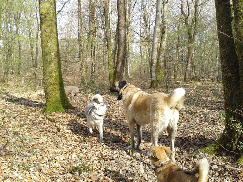 chiens avril 020.jpg