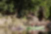 Outdoor-Abenteuer-Allgeau_Kanu_Canadier_