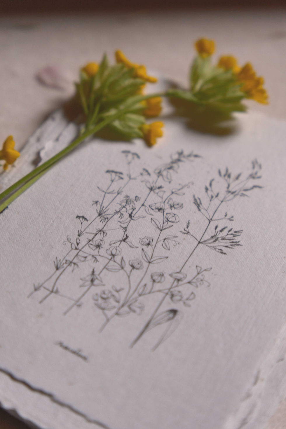 Miniature : Carte artisanale Herbier /  Vagabondes - 6