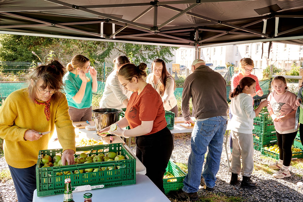 One of our engagement days at the community garden, members of the community picking apples and working together.