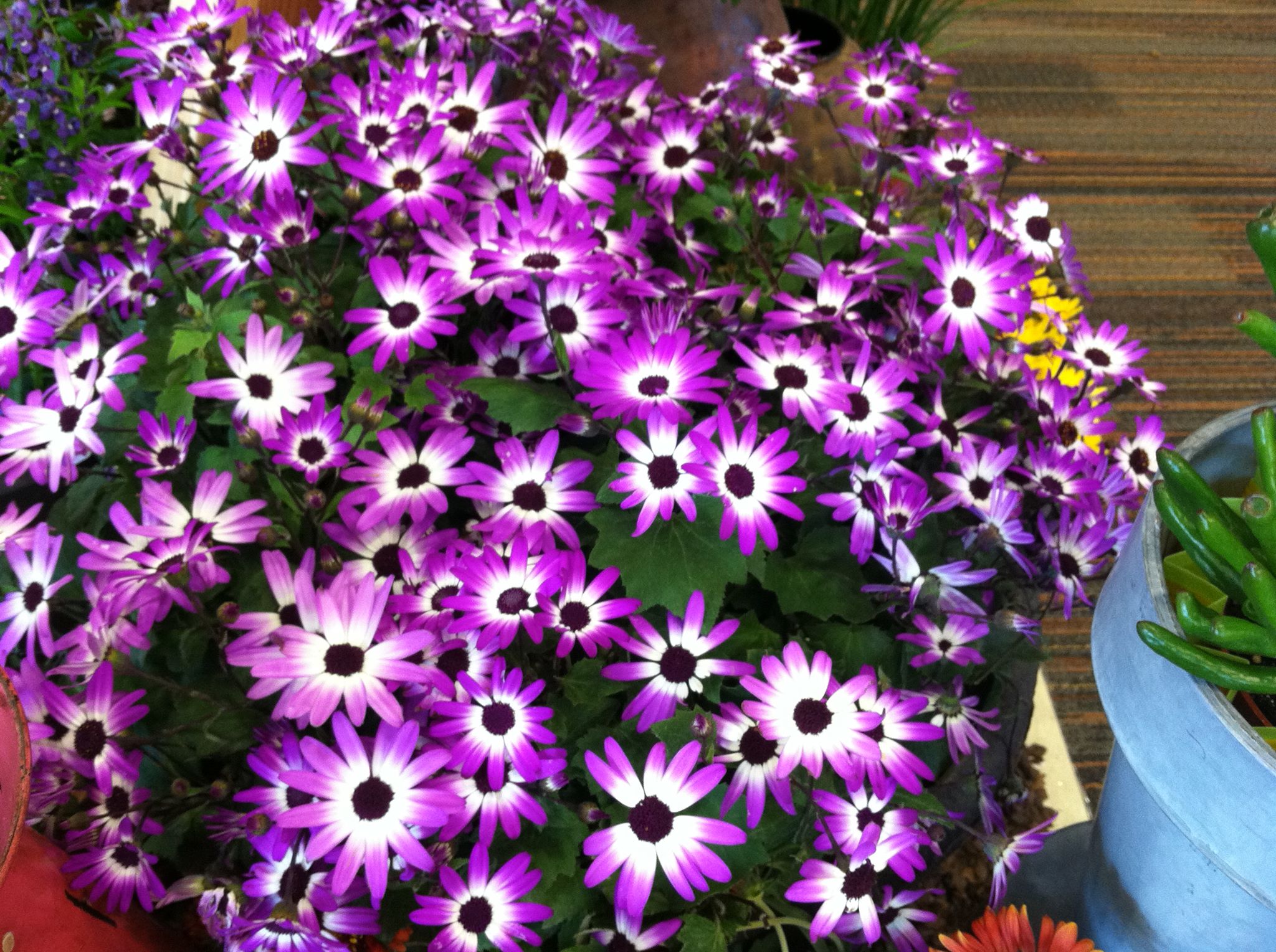 Plant Place Garden Centers Mn Providing Annuals Perennials Shrubs