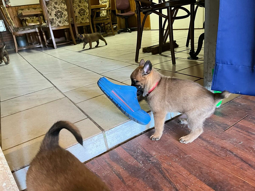 IMG-20240526-WA00021