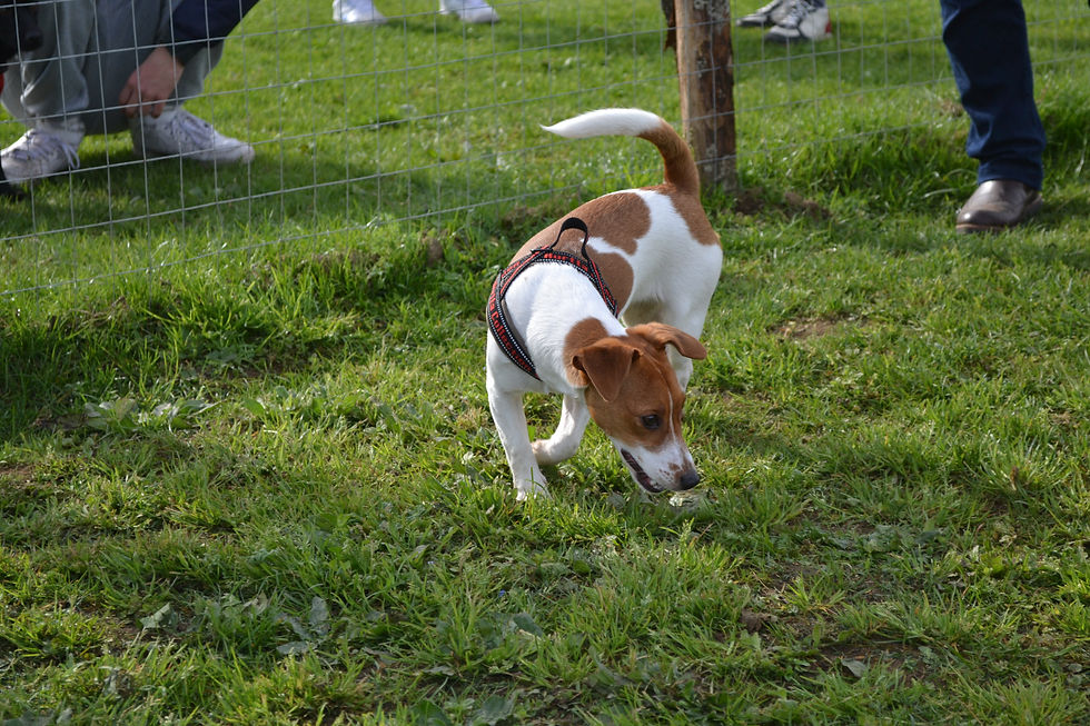 DSC_0600