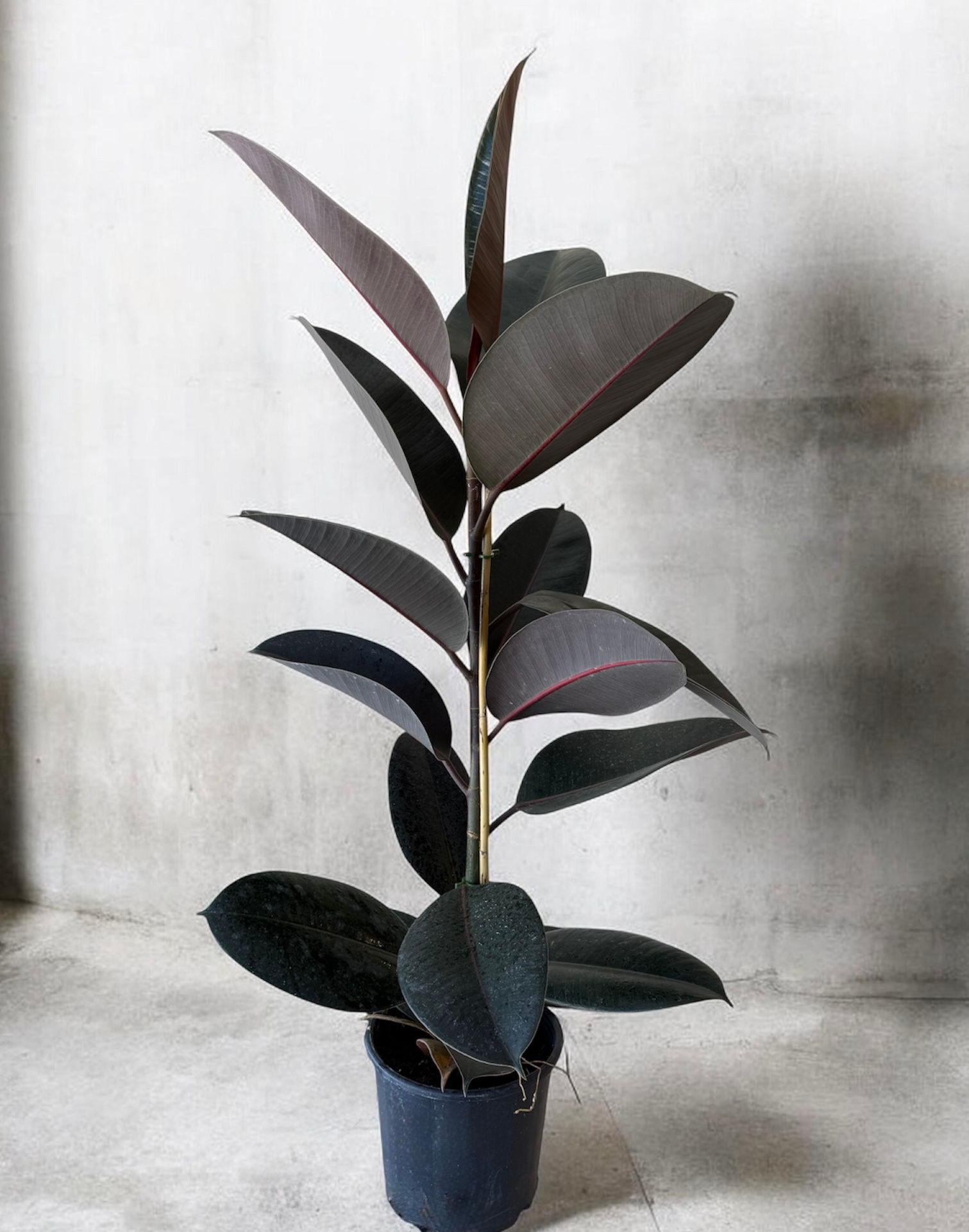 Kauçuk Bitkisi (Ficus Elastica Burgundy)
