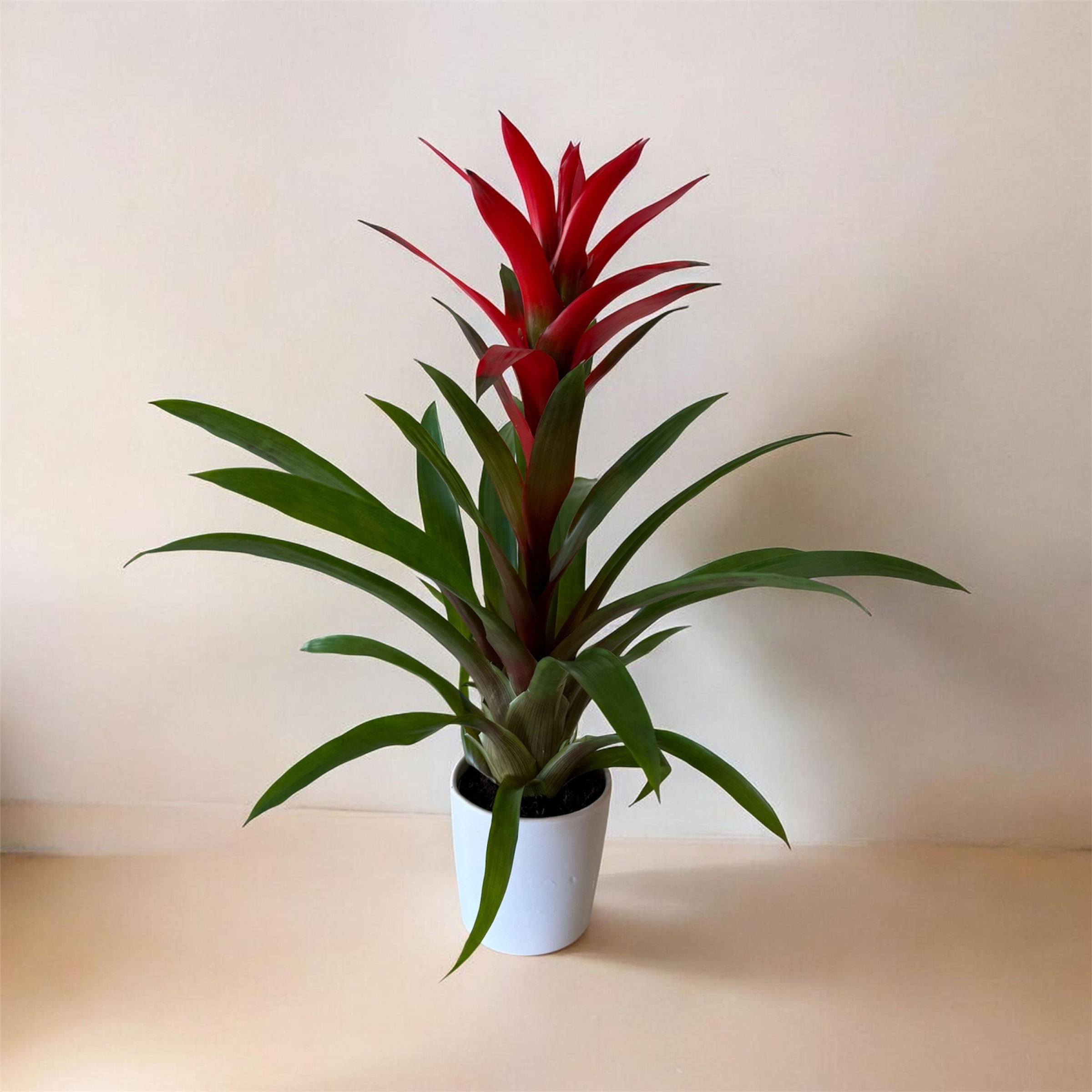 Guzmania