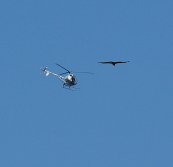 Roter Milan meets Heli...