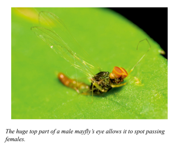 The huge top part of a male mayfly's eye allows it to spot passing females.
