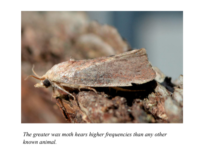The greater wax moth hears higher frequencies than any other known animal.