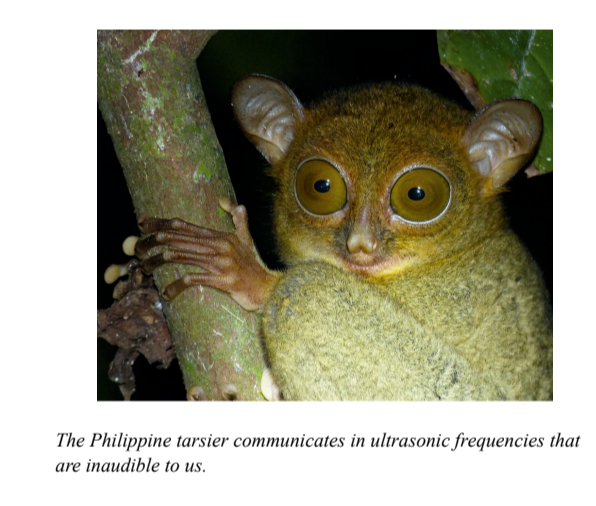 The Philippine tarsier communicates in ultrasonic frequencies that are inaudible to us.