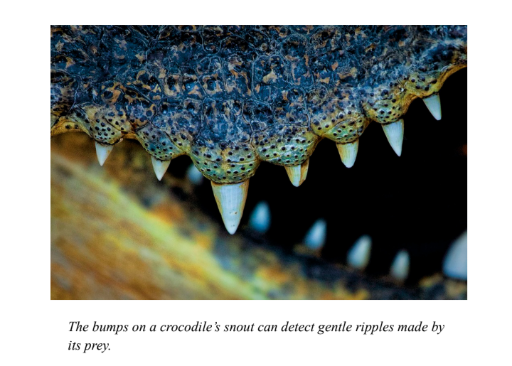 The bumps on a crocodile's snout can detect gentle ripples made by its prey.