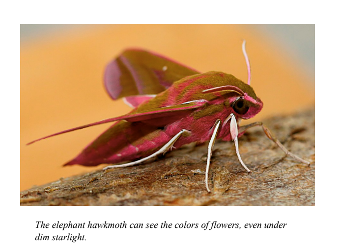 The elephant hawkmoth can see the colours of flowers, even under dim starlight.