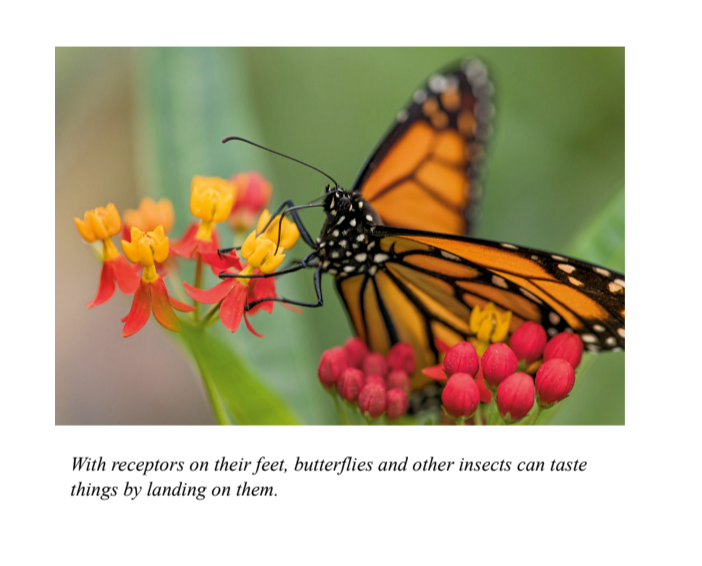 With receptors on their feet, butterflies and other insects can taste things by landing on them.