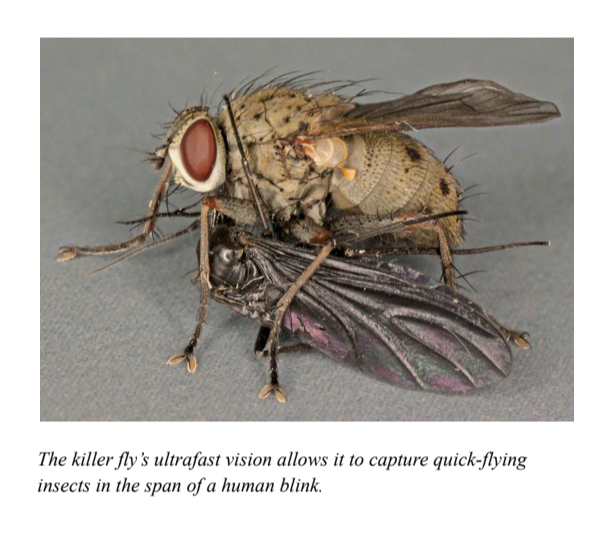 The killer fly's ultrafast vision allows it to capture quick-flying insects in the span of a human blink.
