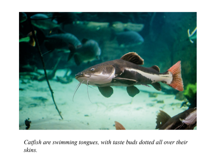 Catfish are swimming tongues, with taste buds dotted all over their skins.