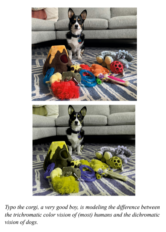 Typo the corgi, a very good boy, is modeling the difference between the trichromatic colour vision of (most) humans and the dichromatic vision of dogs.