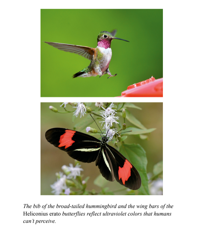 The bib of the broad-tailed hummingbird and the wing bars of the Heliconius erato butterflies reflect ultraviolet colours that humans can't percieve.