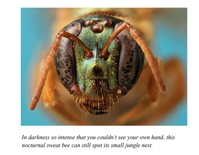 In darkness so intense that you couldn't see your own hand, this nocturnal sweat bee can still spot its small jungle nest.