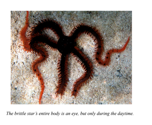 The Brittle star's entire body is an eye, but only during the daytime.