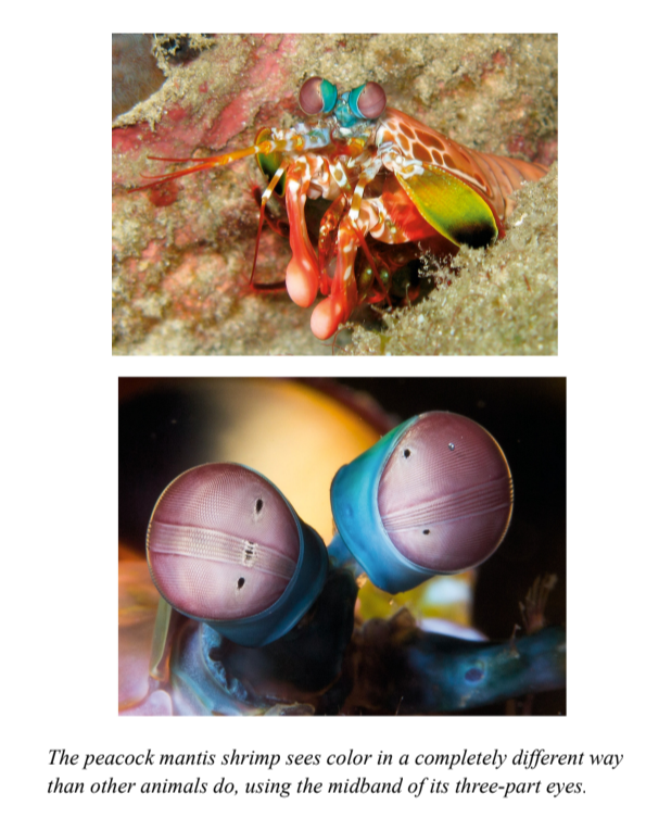 The peacock mantis shrimp sees colour in a completely different way than other animals do, using the midband of its three-part eyes.y