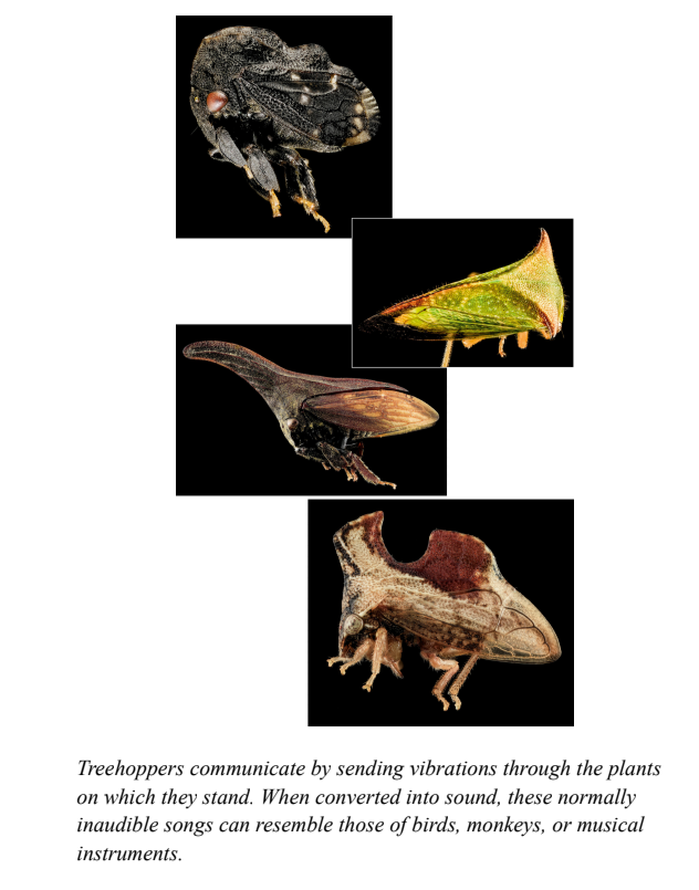 Treehoppers communicate by sending vibrations through the plants on which they stand. When converted into sound, these normally inaudible songs can resemble those of birds, monkeys, or musical instruments.