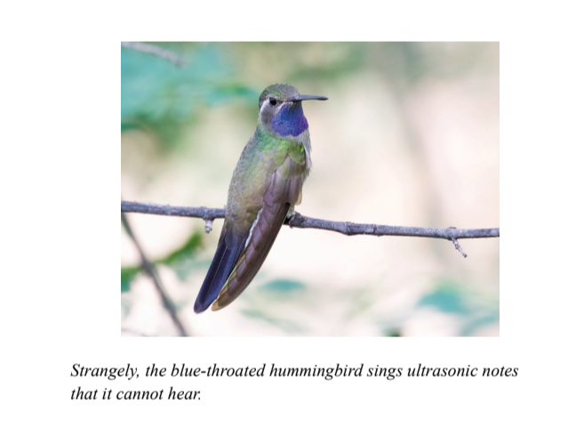 Strangely, the blue-throated hummingbird sings ultrasonic notes that it cannot hear.